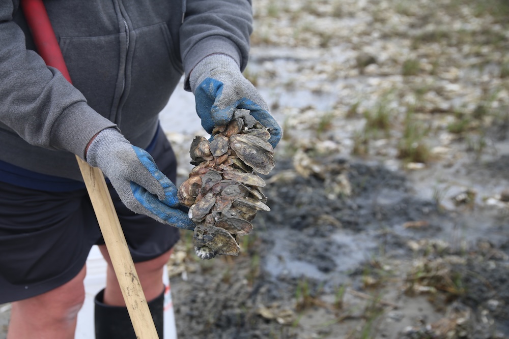 Oyster Shellfish Seafood South Carolina Lowcountry Agriculture Harvest