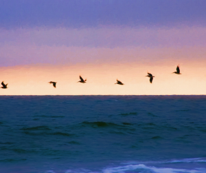 Pelicans flying over Pawleys Island beach 