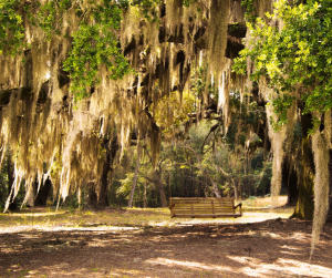 Brook Garden Oak trees with spanish moss