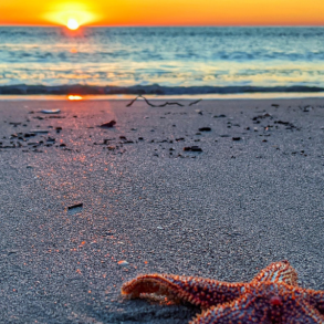 Close-up of starfish on pawleys island beach