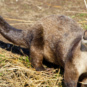 River Otter
