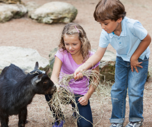 Children with baby goat. 