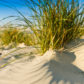 Pawleys Island beach.