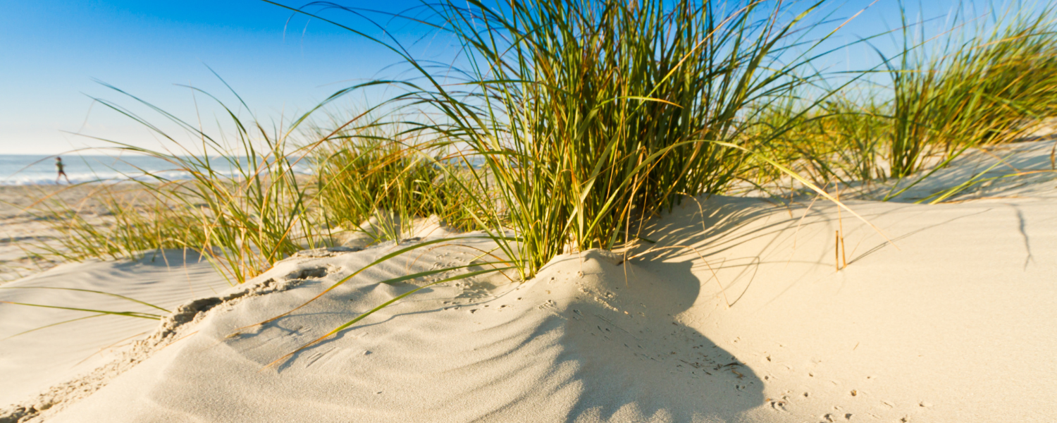 Pawleys Island beach.