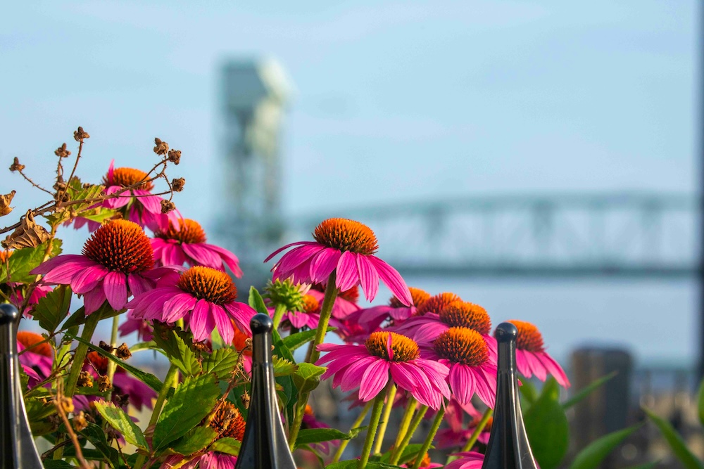 Pink cone flowers blooming with an industrial bridge in the background